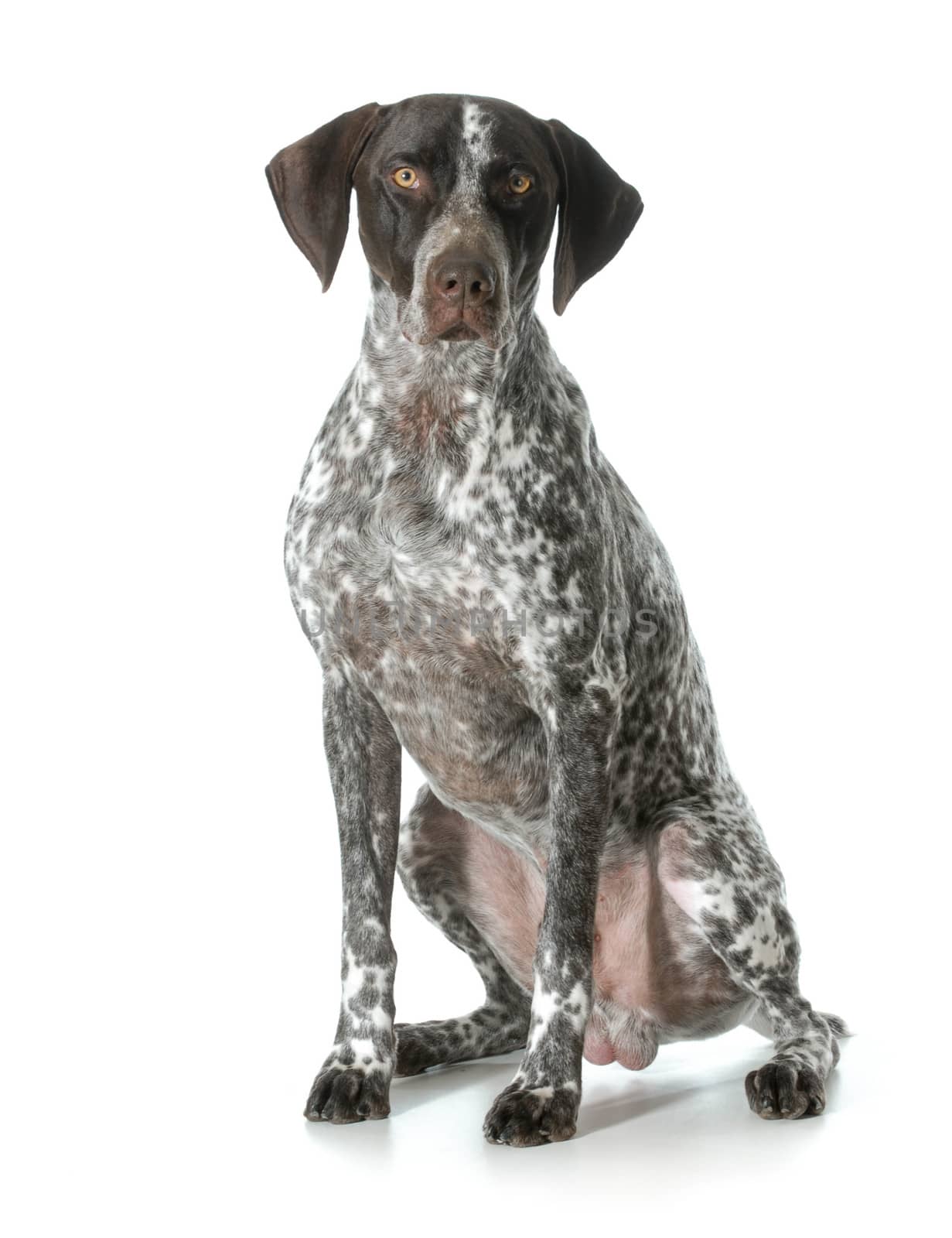 german shorthaired pointer - male