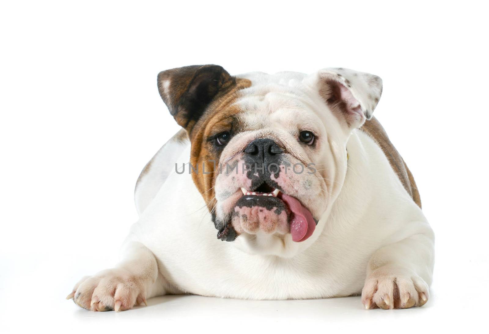 english bulldog with silly expression looking at viewer isolated on white background