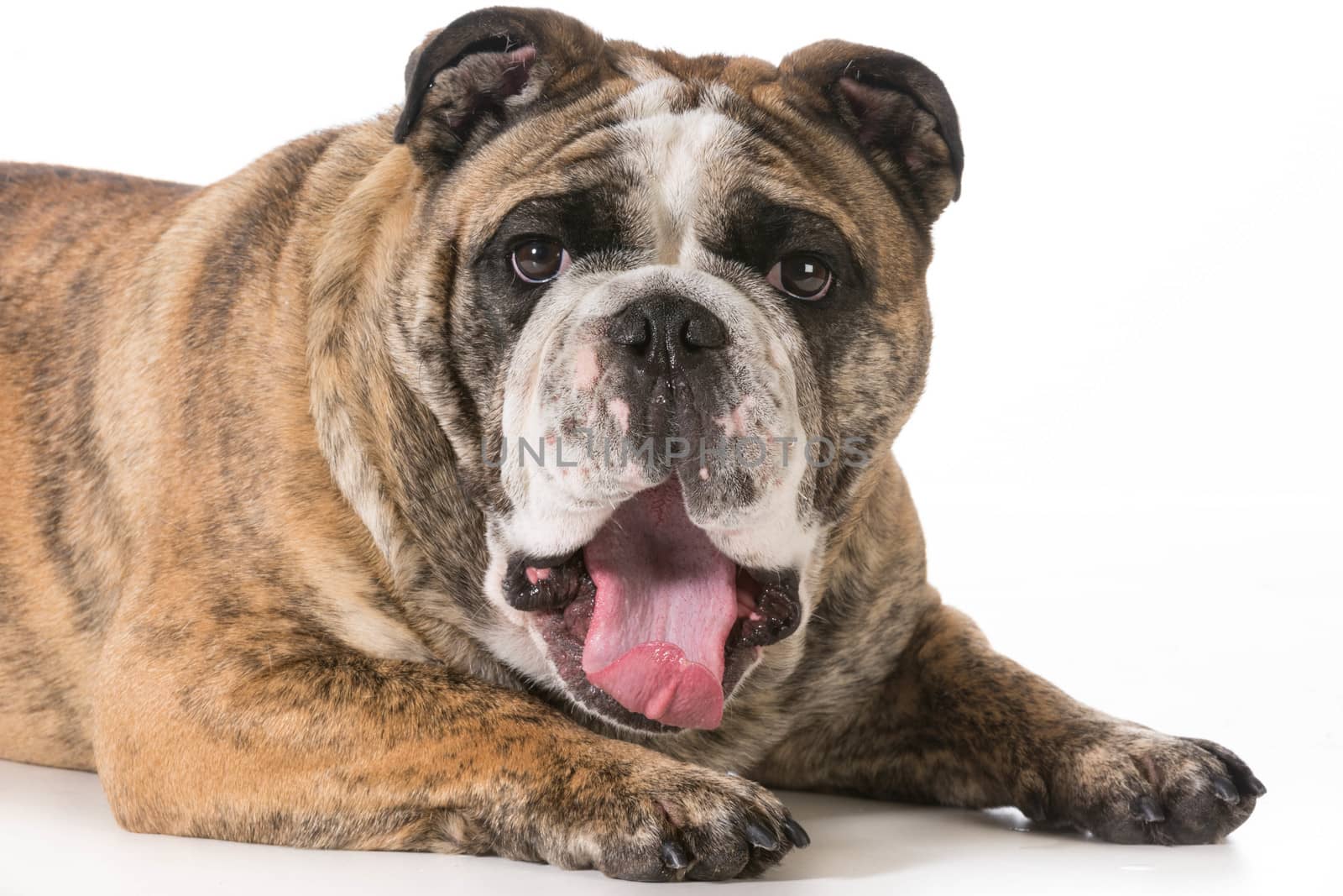 dog yawning - 2 year old brindle english bulldog
