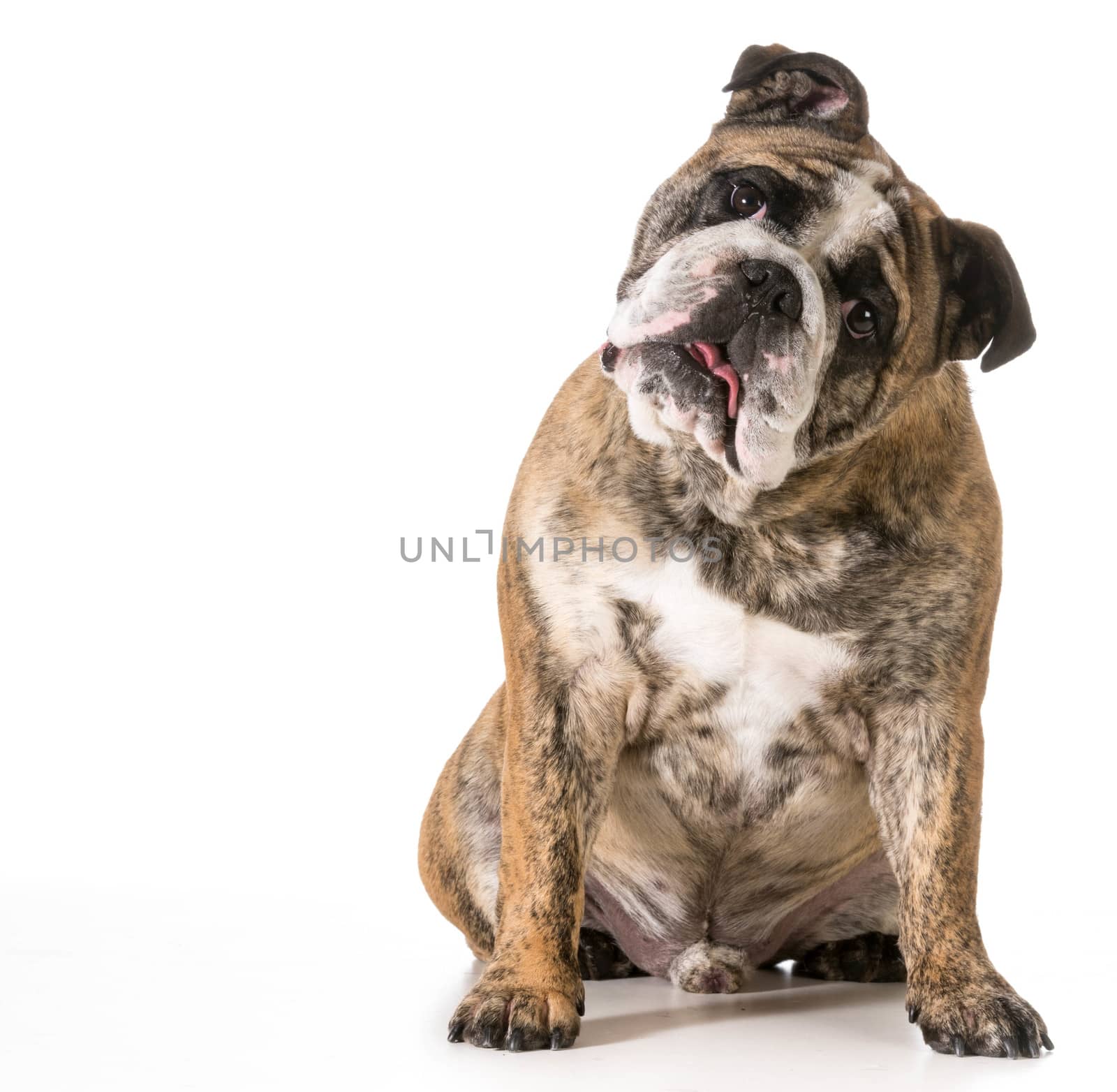 english bulldog looking at viewer isolated on white background