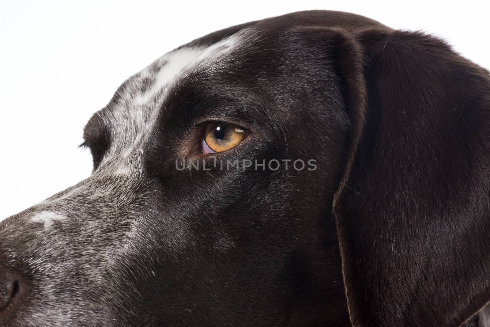 german shorthaired pointer face details