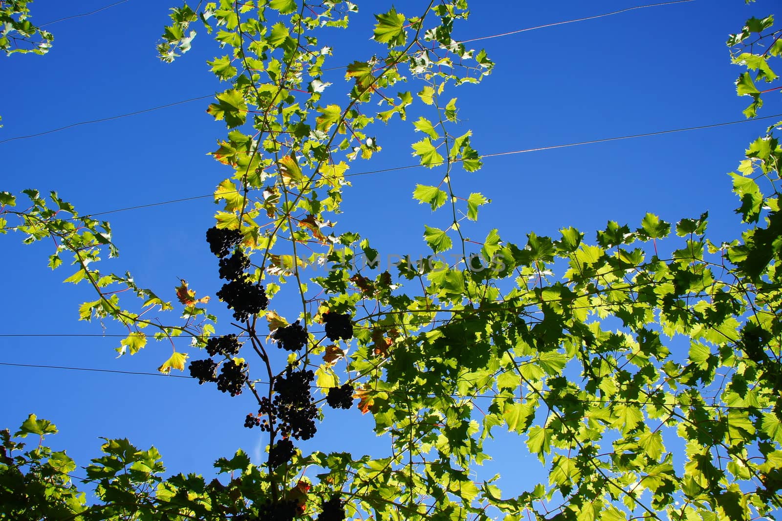 Foliage with blue grapes in South Tyrol