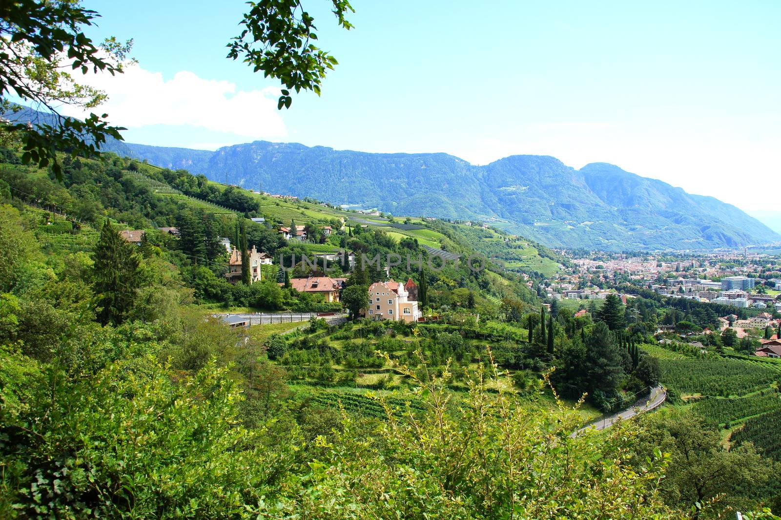 Wine landscape near Meran