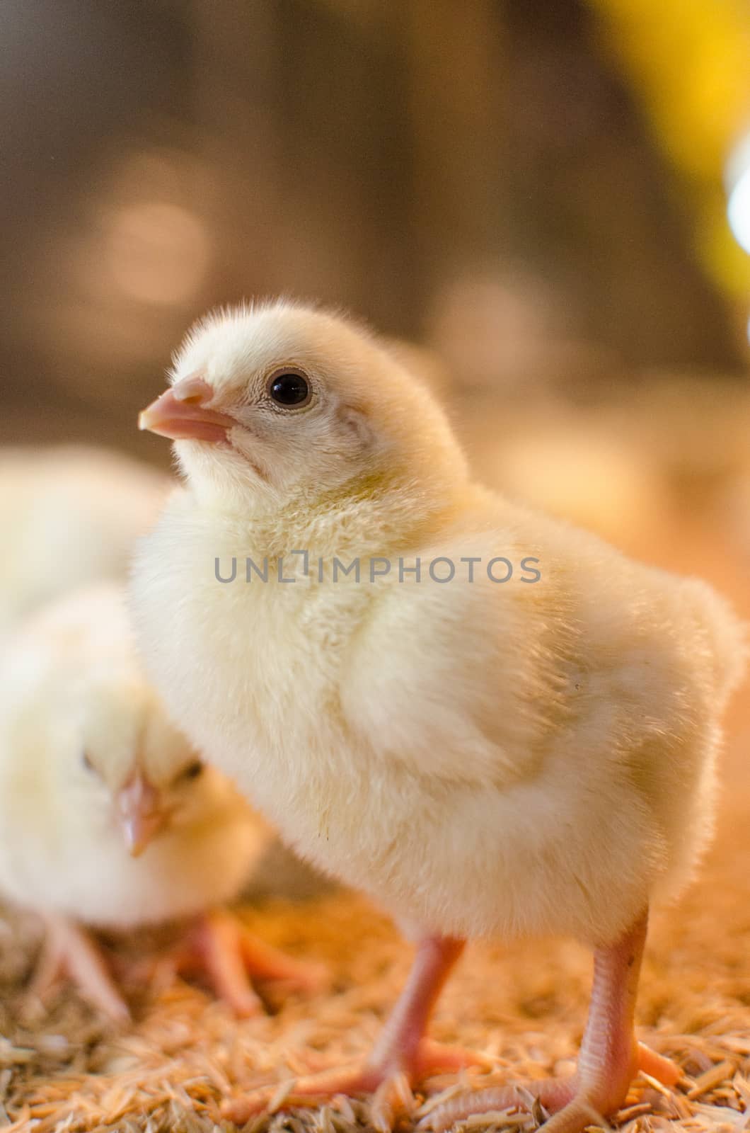 New born chicken are arrived to farm (Frist day old)