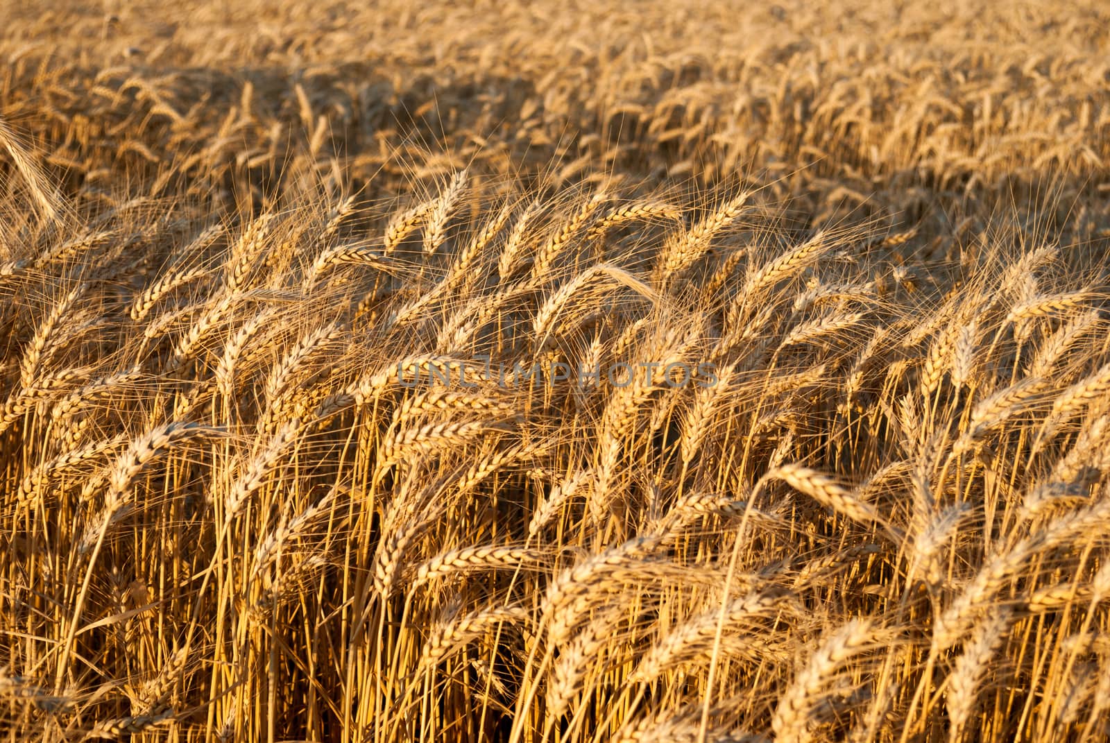 Grain at harvest, growing barley and wheat, on field, agricultural background.