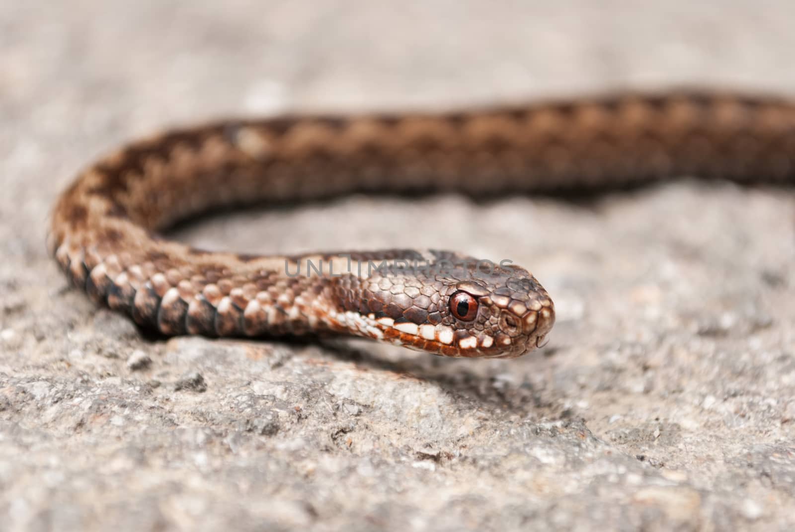 Vipera Berus snake head detail