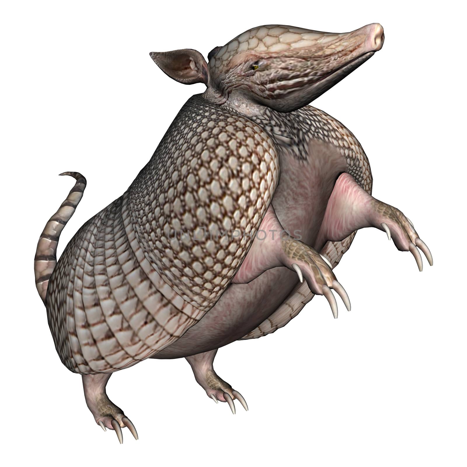 Armadillo by Vac