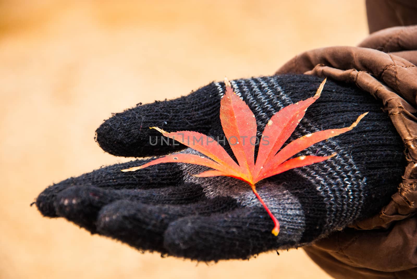 rad maple leave on black glove.