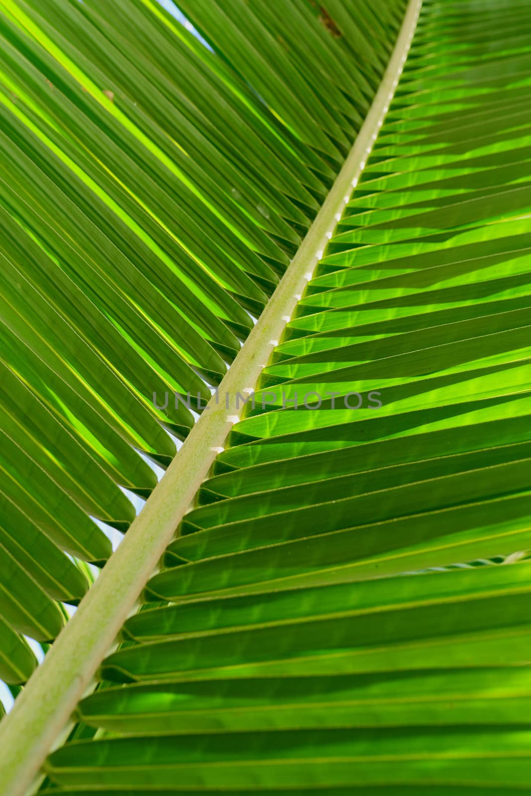 Palm Leaves by antpkr