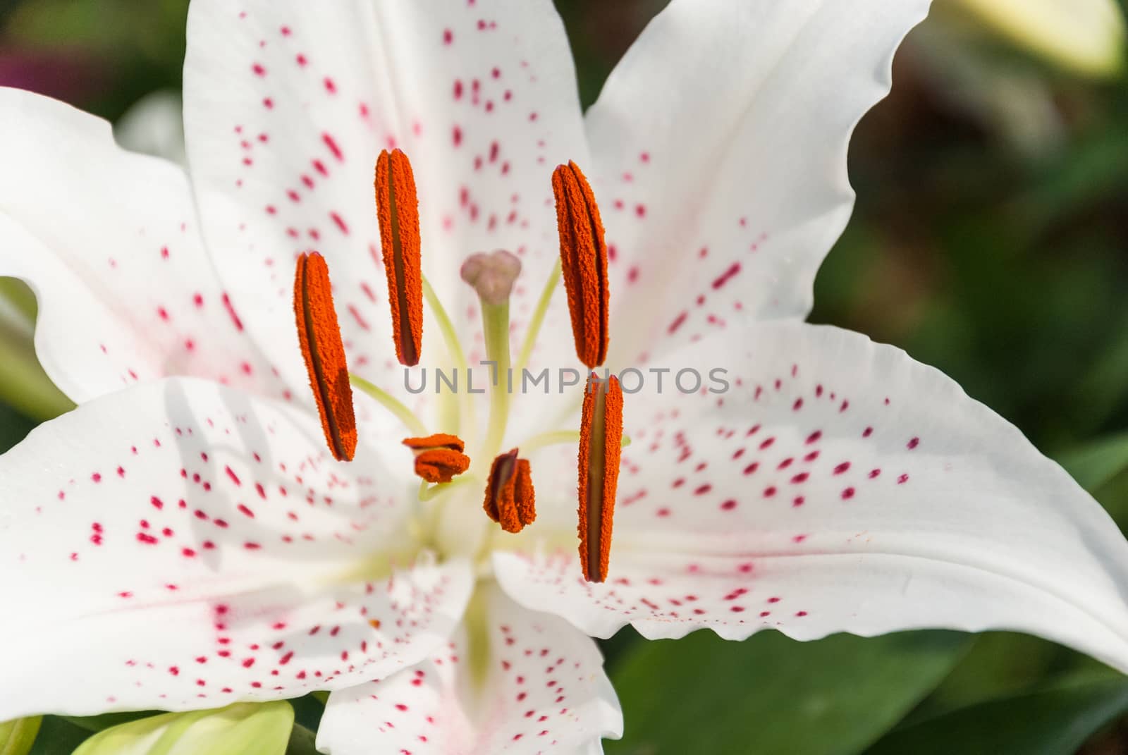 white lily and red pollen