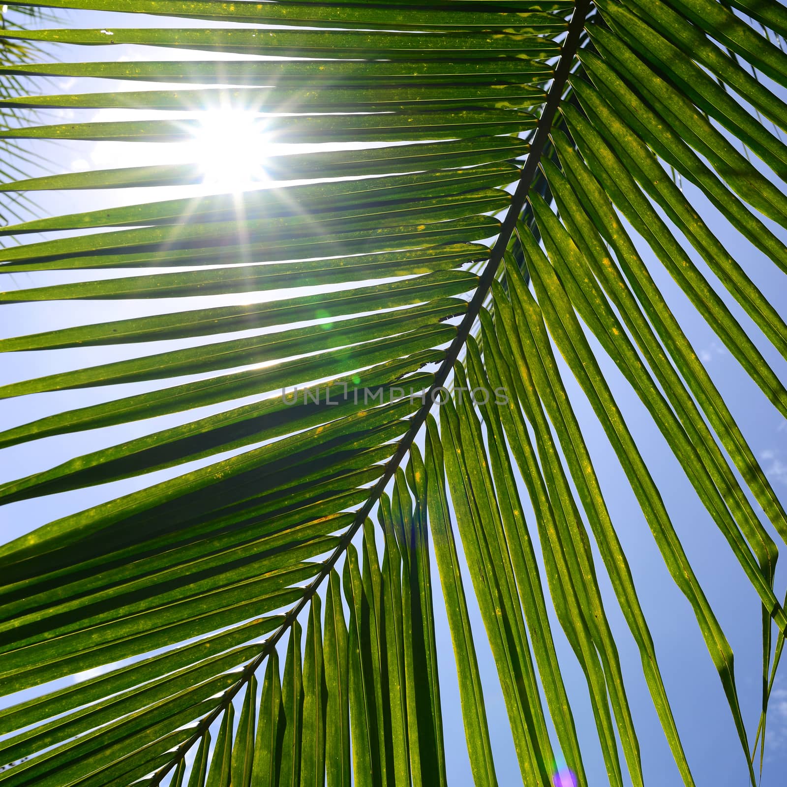 Palm Leaves With Sun