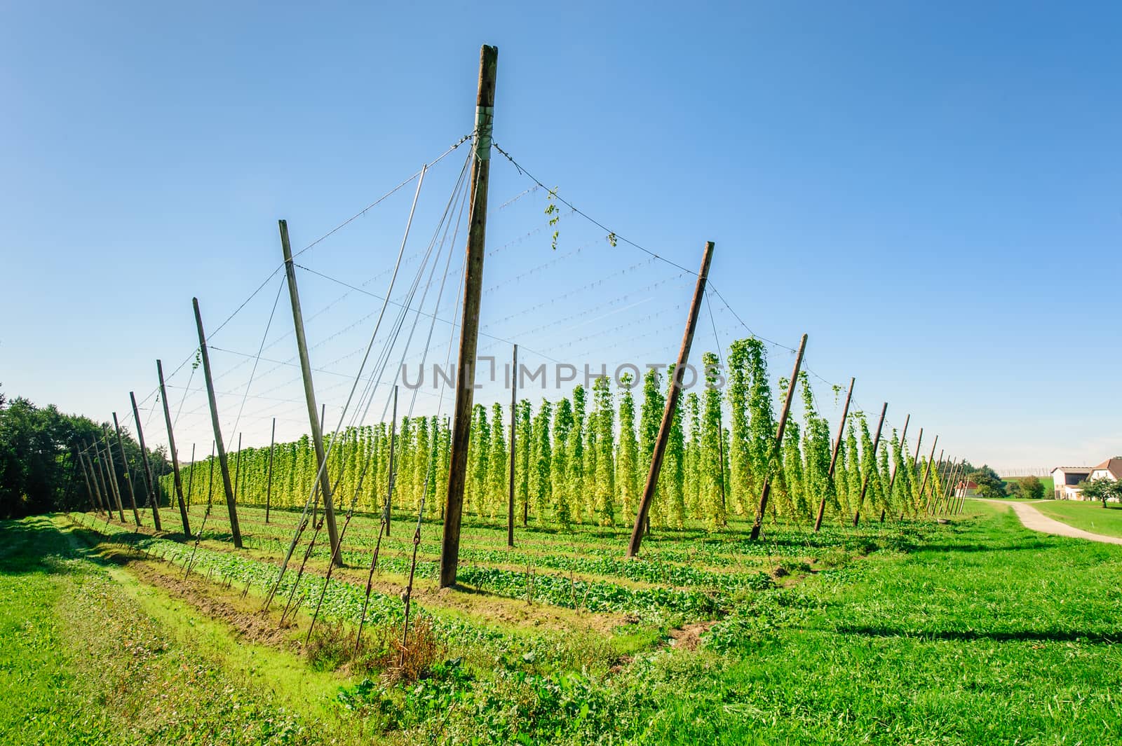 Hop plantation with blue sky in Upper Austria