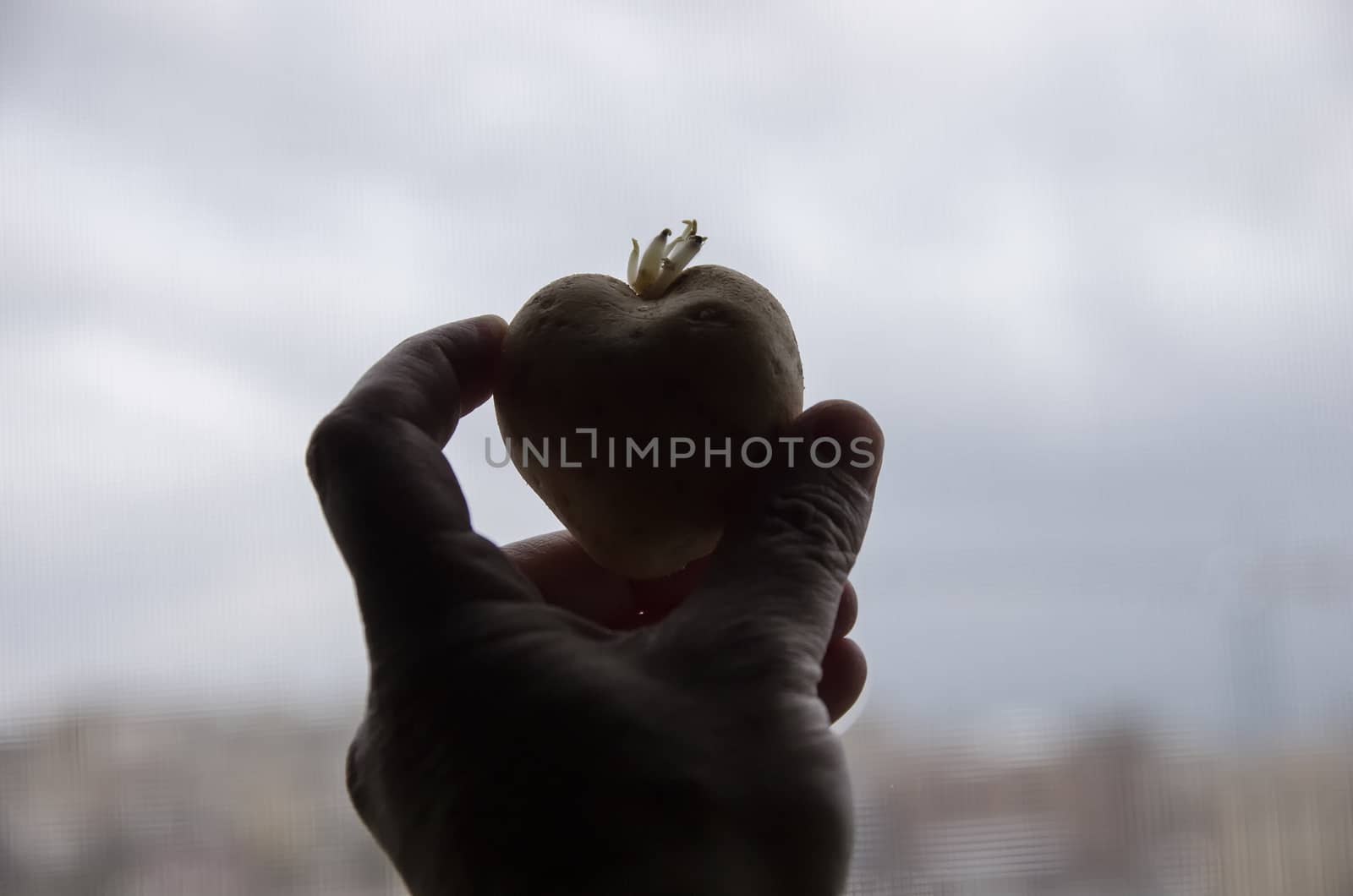 In backlight potato tuber