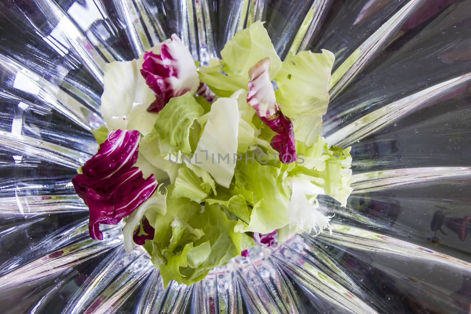 Prepared for mixed salad of lettuce and radicchio on abstract background by propaga