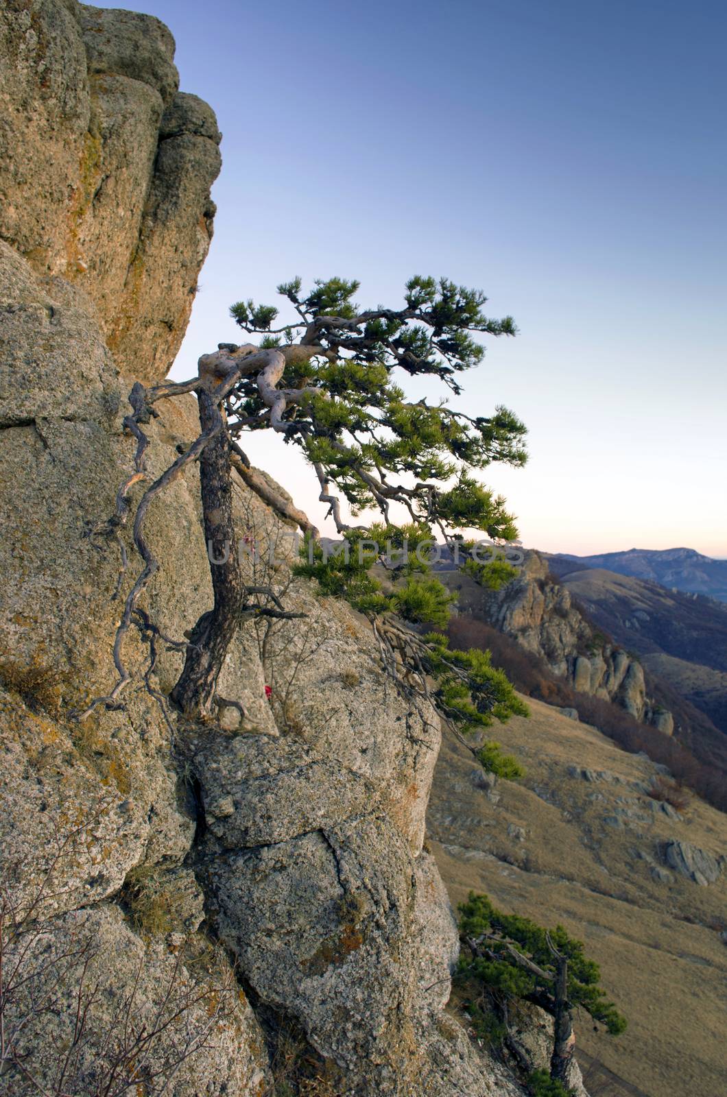 mountain pine in the background is Demerdji in the Crimea 