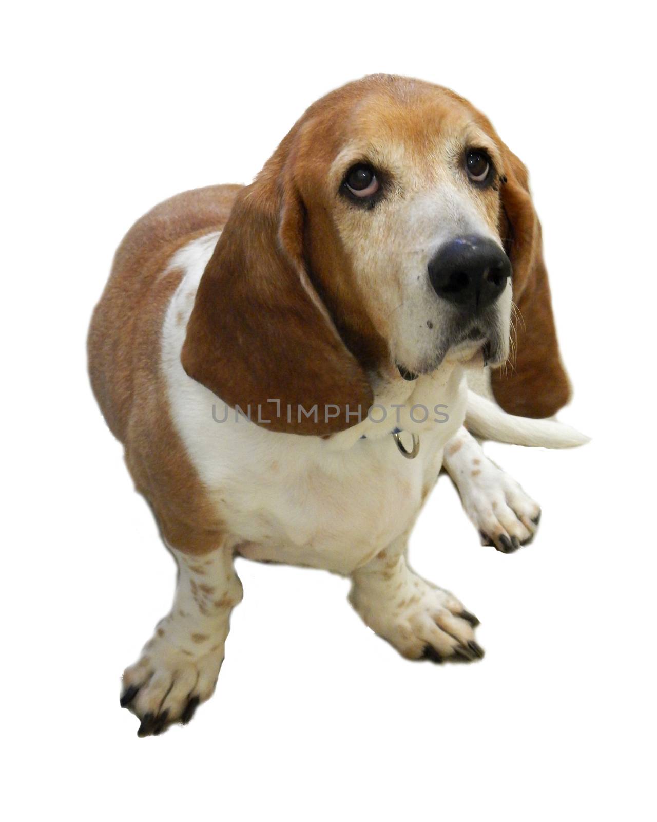 Basset hound on white background