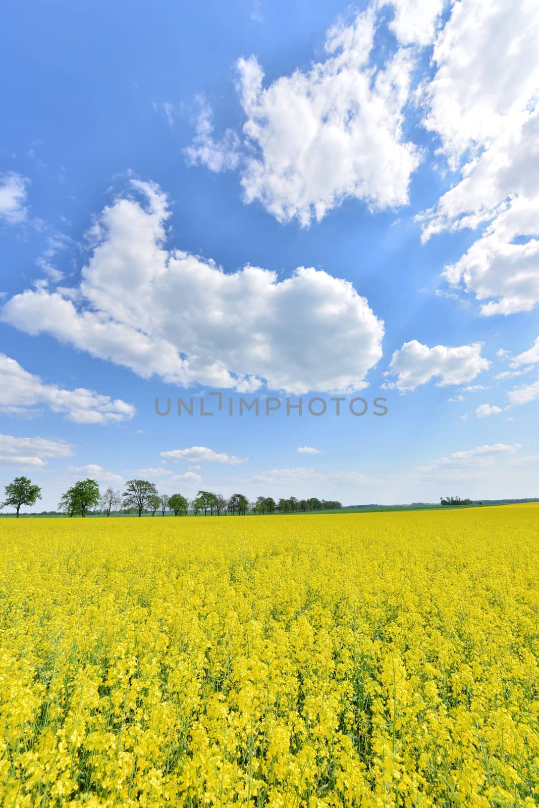 summer landscape with yellow flowers field and blue cloudy sky - Poland