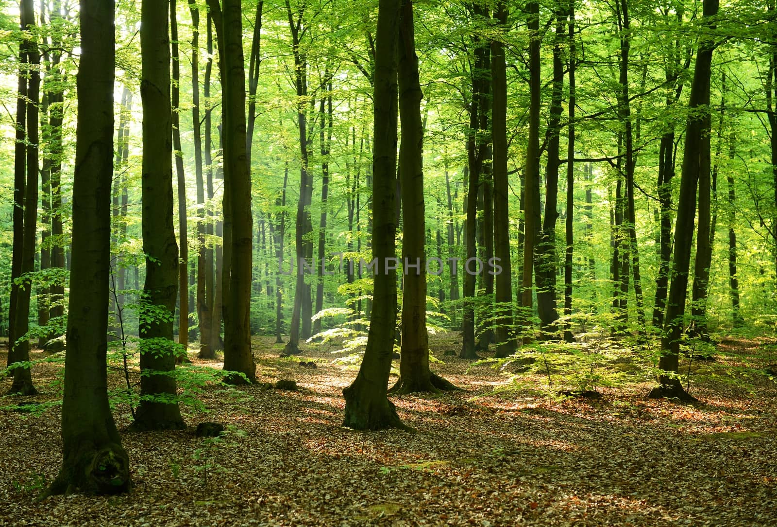 Beautiful morning in the forest - Poland