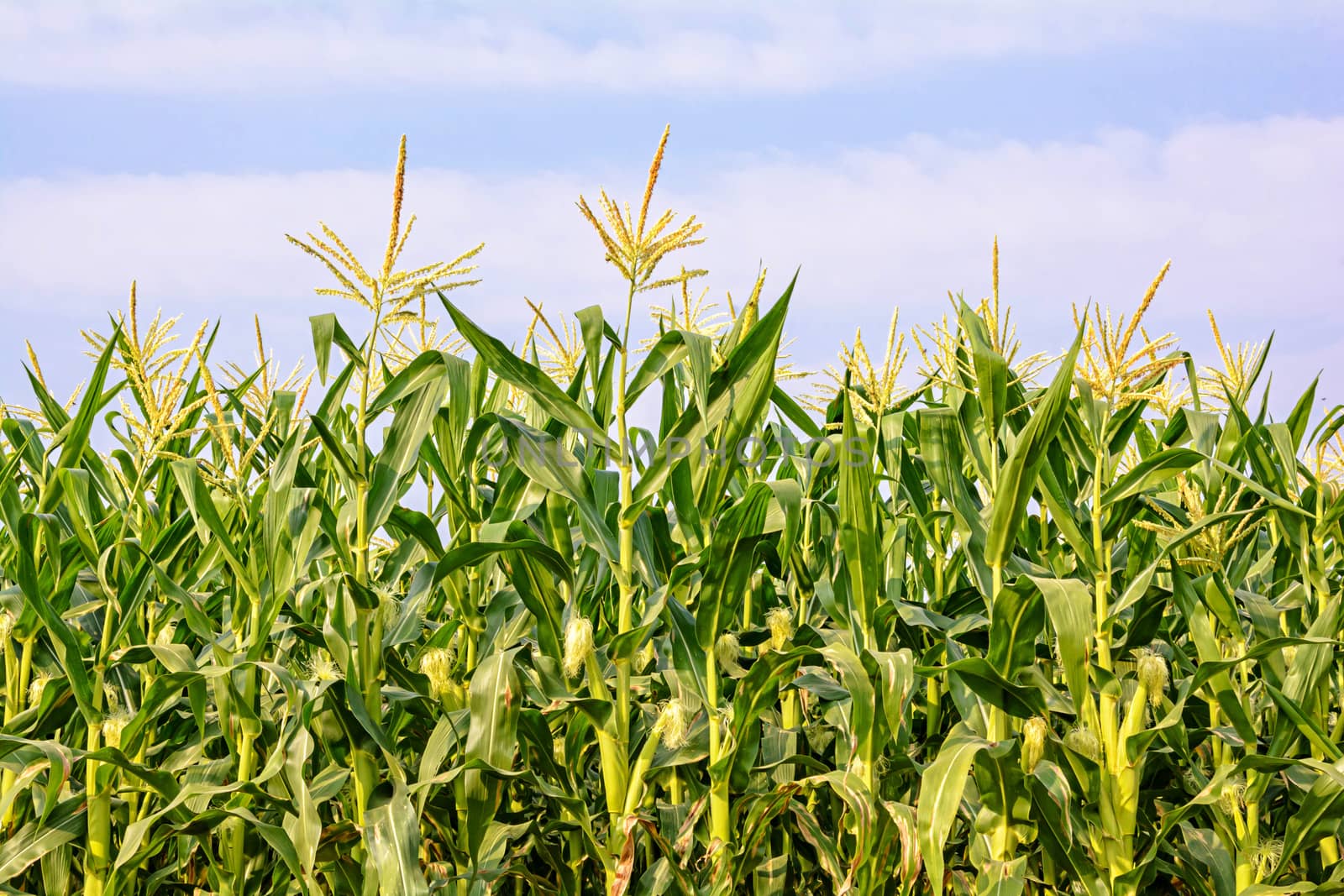 Green corn field by NuwatPhoto