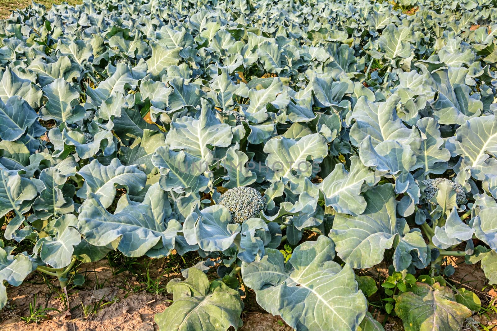 Broccoli growing up in the agricultural garden