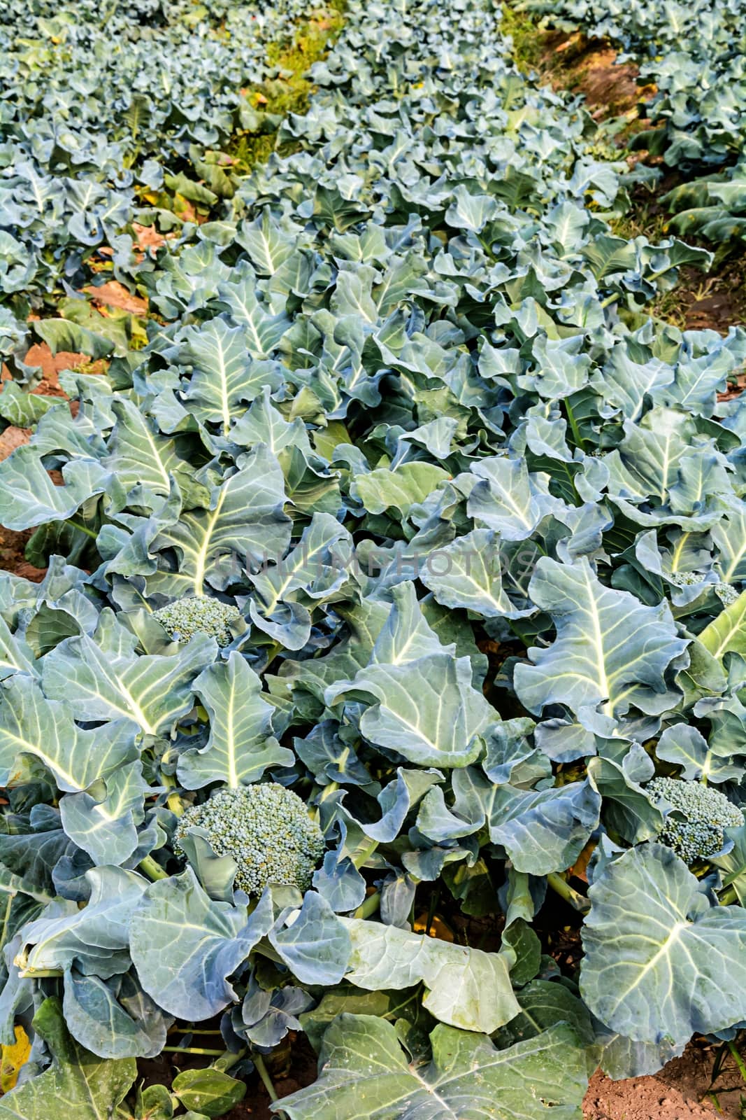 Broccoli growing up in the agricultural garden