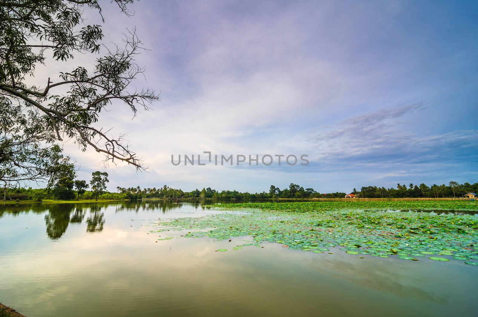 Pond in spring by sweetcrisis