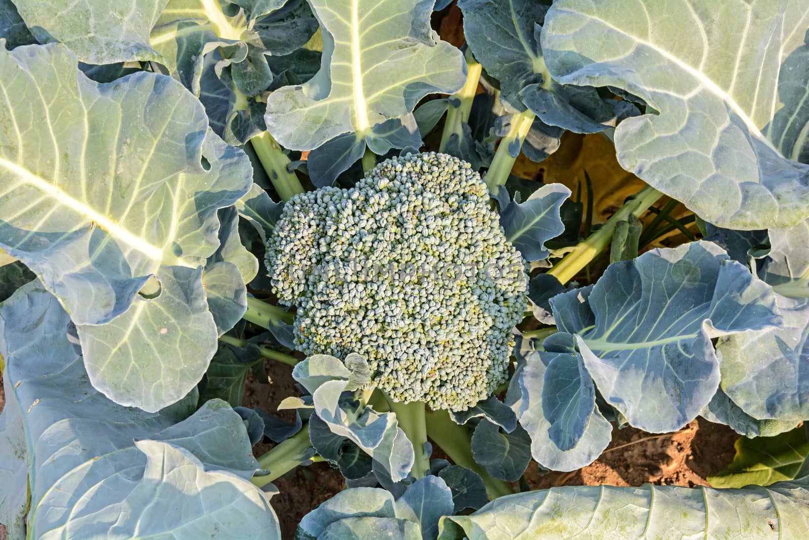 Broccoli close up  in the agricultural garden
