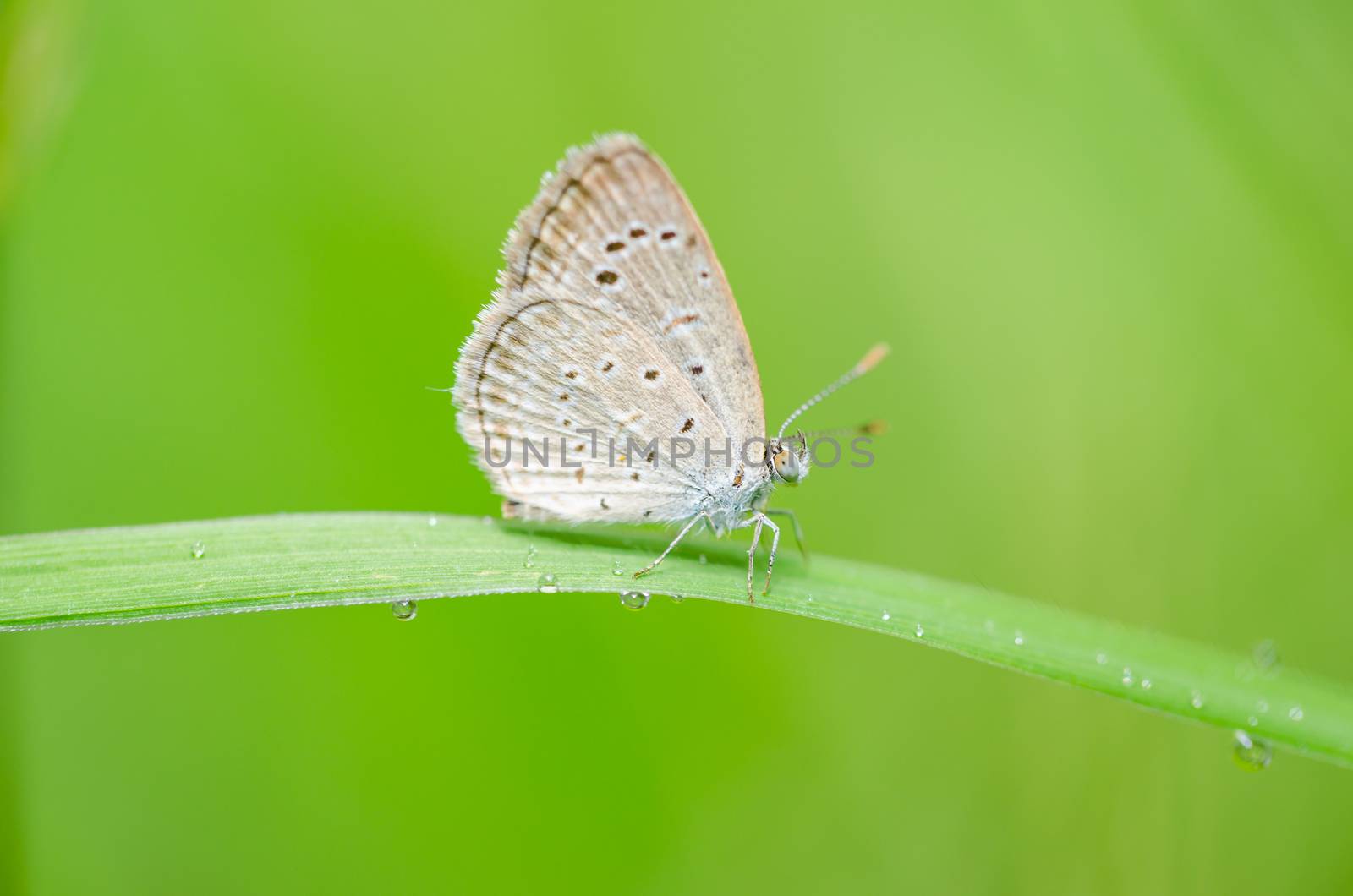 Little butterfly in the nature or in the garden