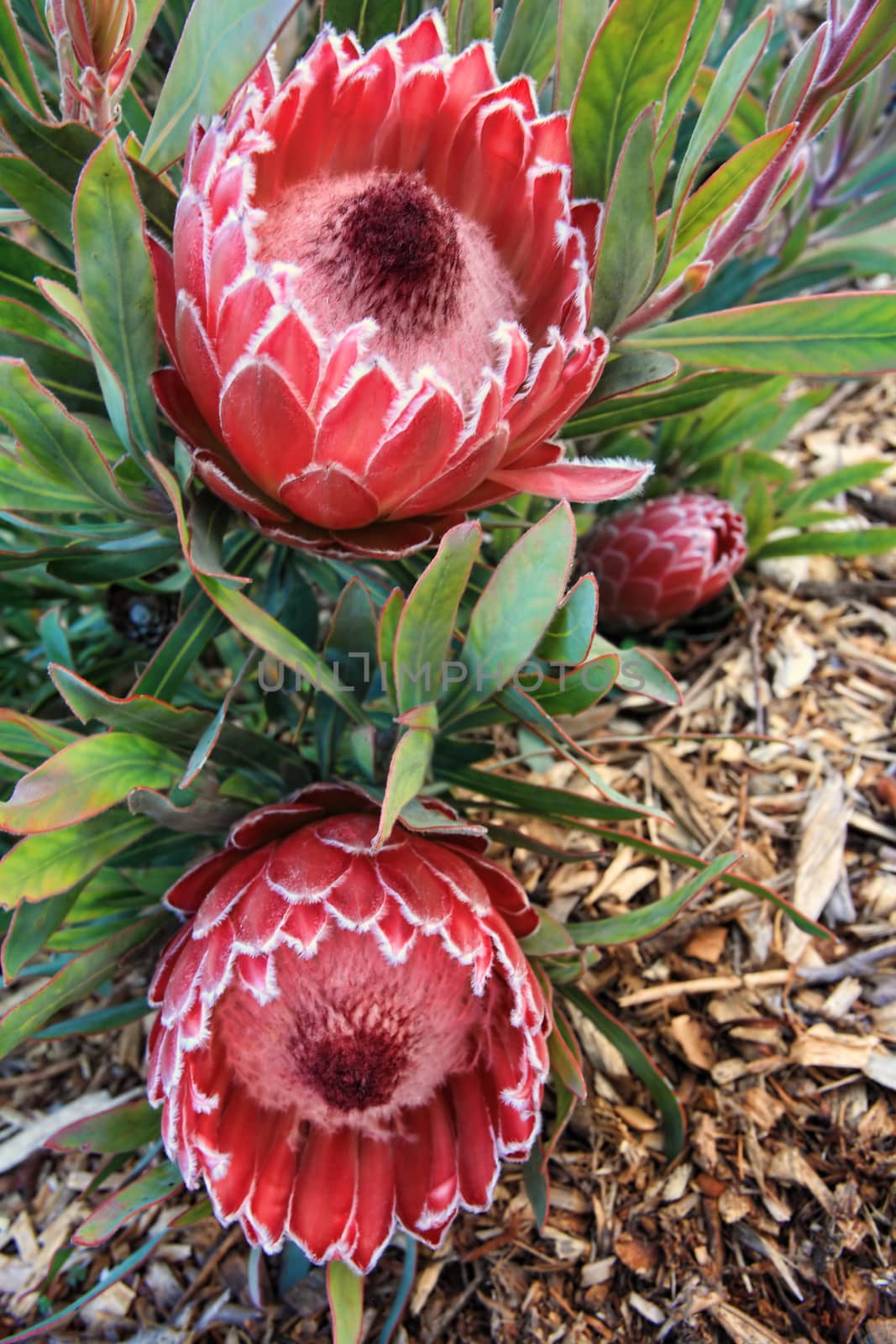 Two protea flowers blooming in the garden. Also known as Sugarbushes.