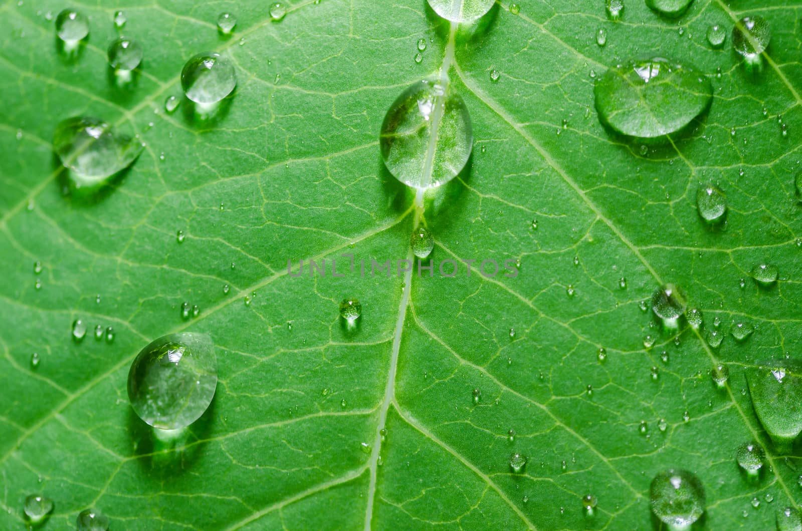 Leaf and water drops in the nature concept