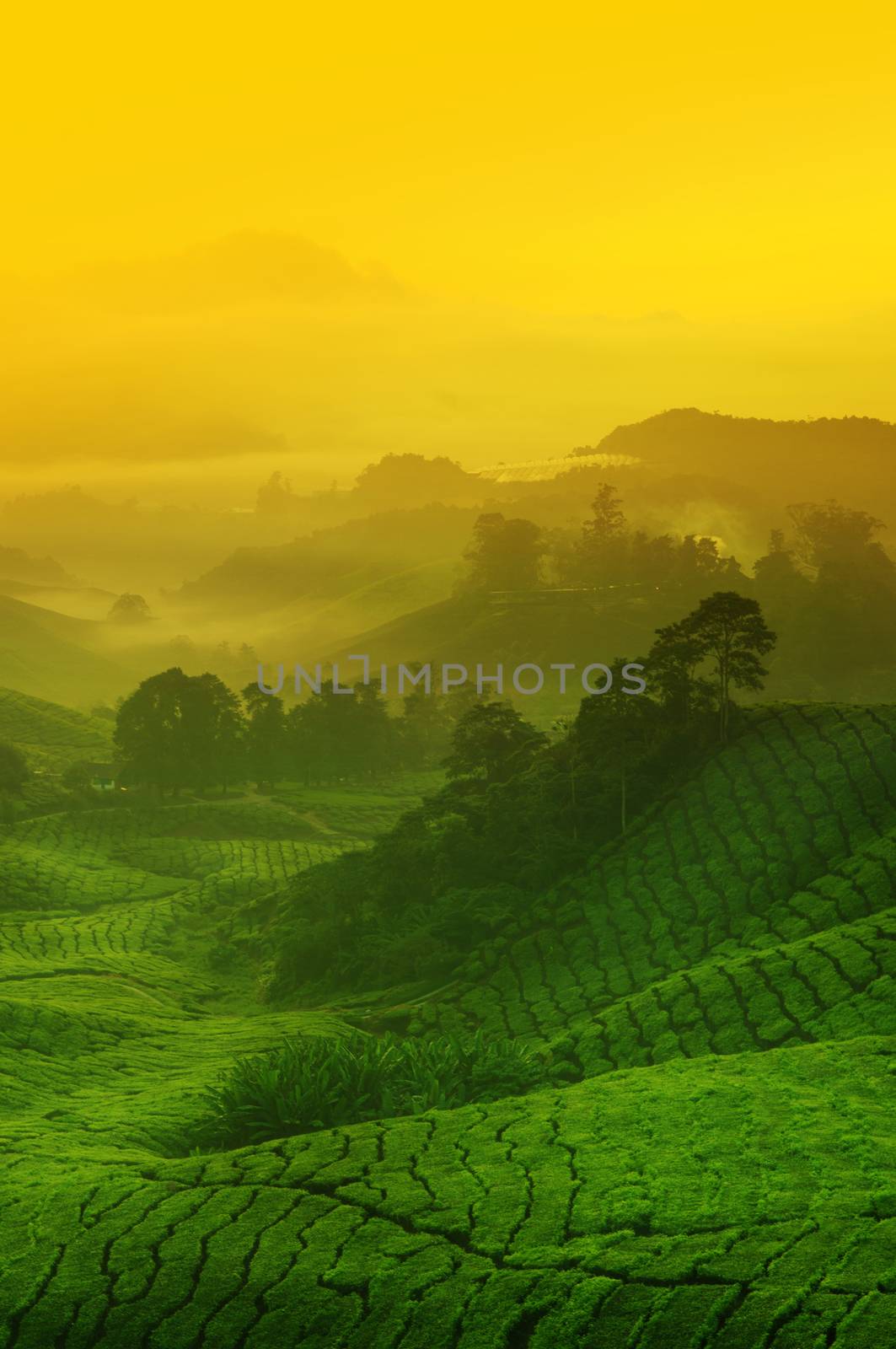 Landscape view of tea plantation with golden sunrise in morning. Beautiful tea field Cameron Highlands in Malaysia.