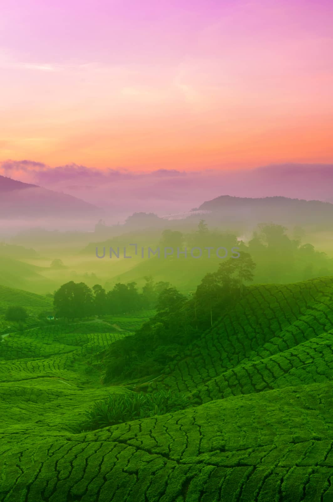 Landscape view of tea plantation in sunrise. Beautiful tea field Cameron Highlands in Malaysia.