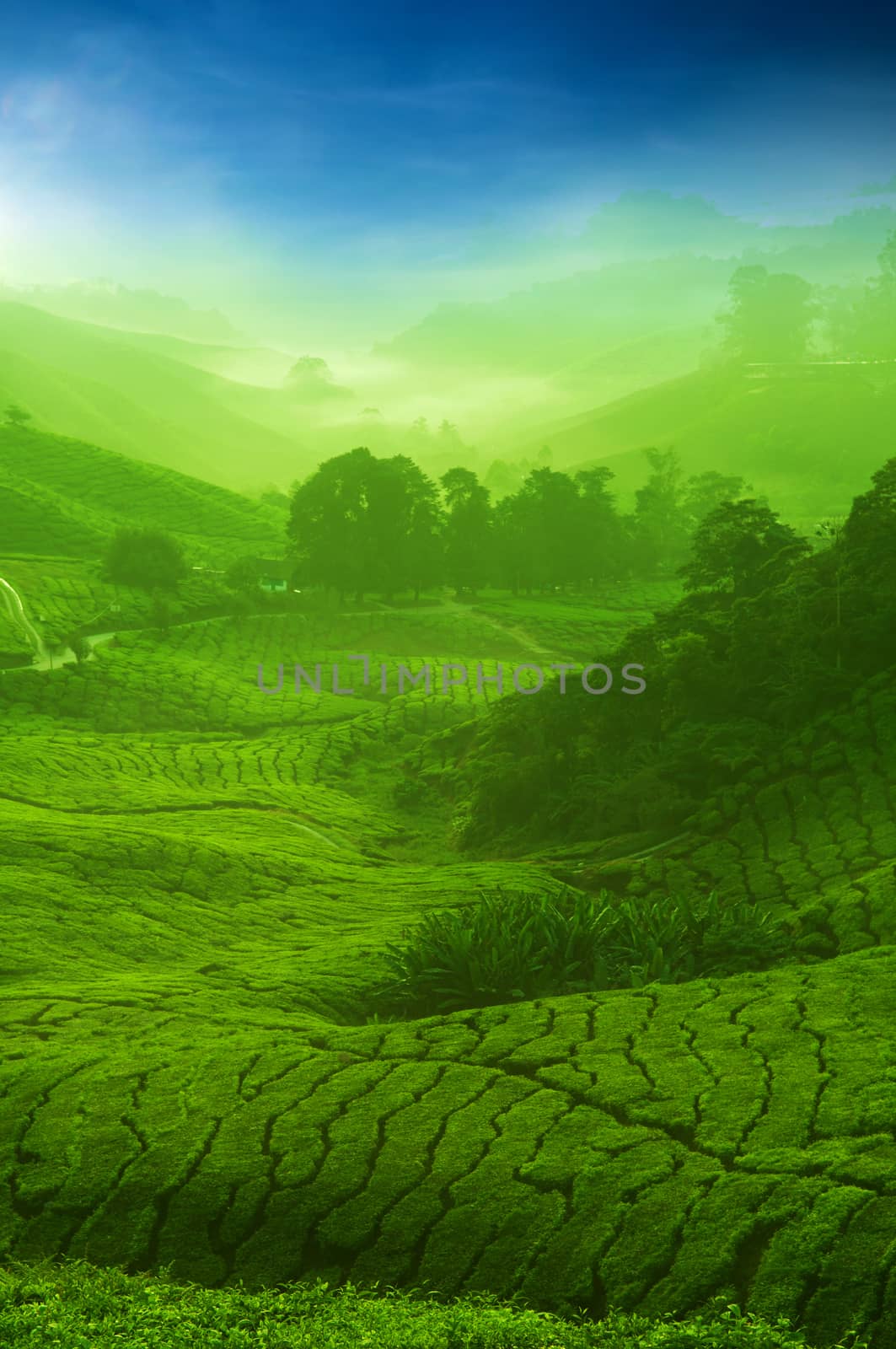 Landscape view of tea plantation with blue sky. Beautiful tea field Cameron Highlands in Malaysia.
