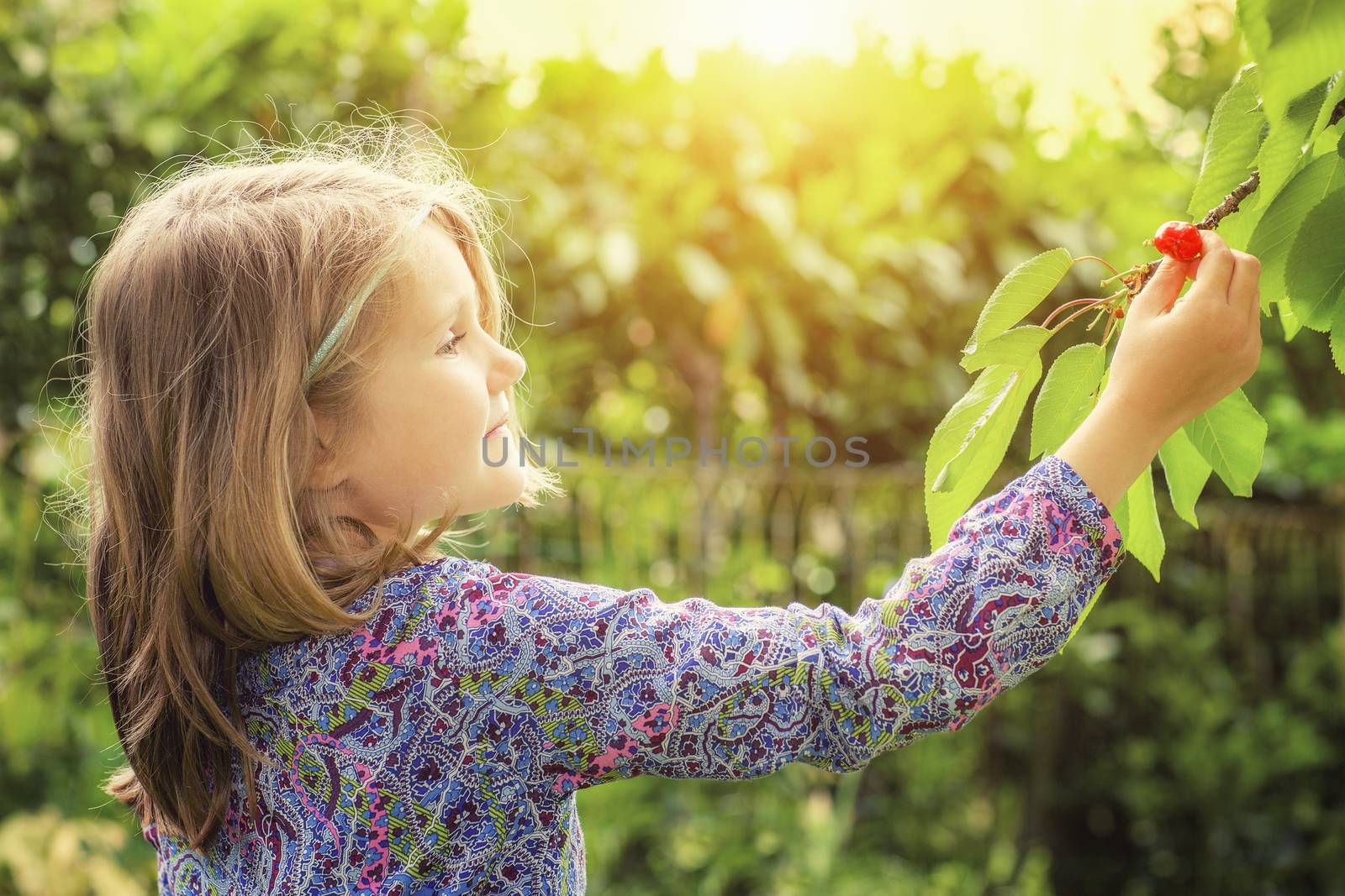 little girl and cherry tree with summer sun in background