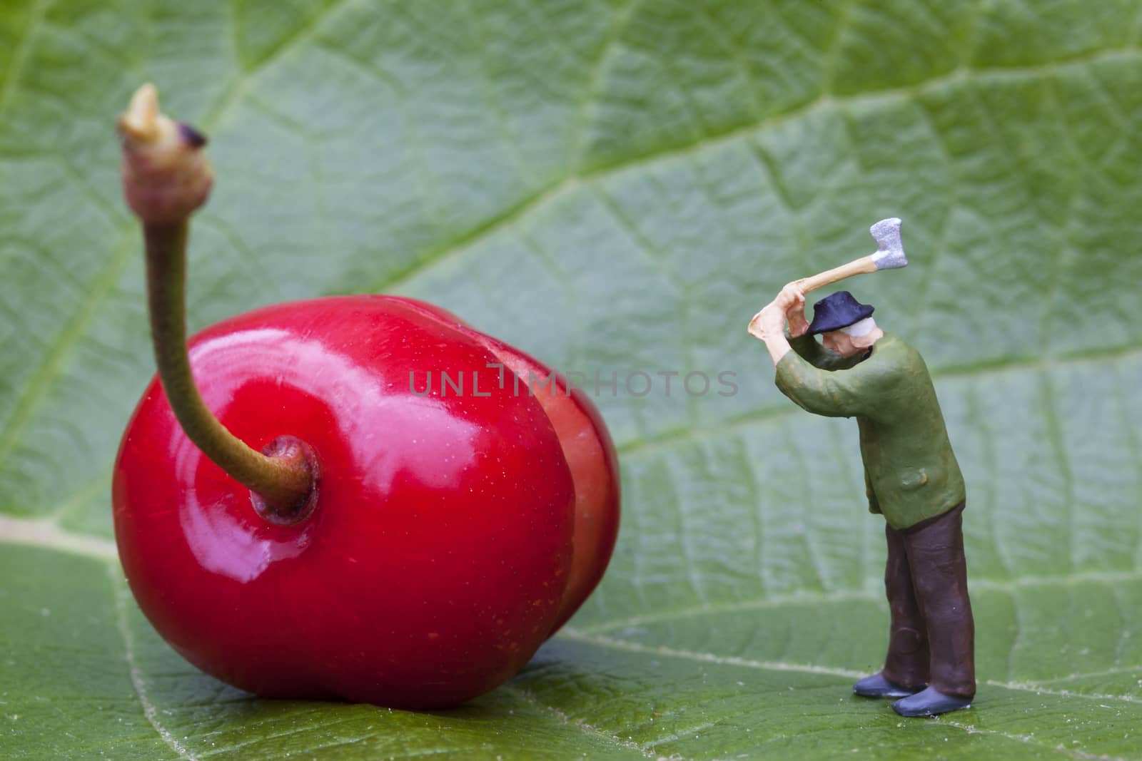 Cherry and lumberjack figurine on a leaf