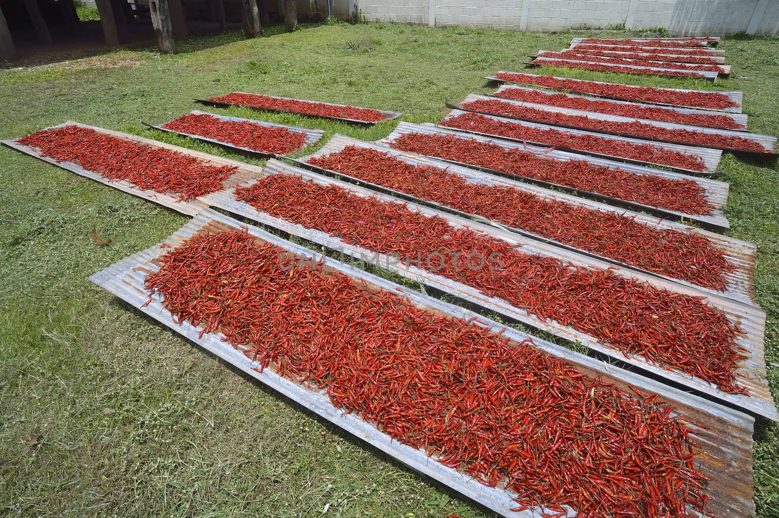 Many red chilli peppers drying in the sun,Thailand by think4photop