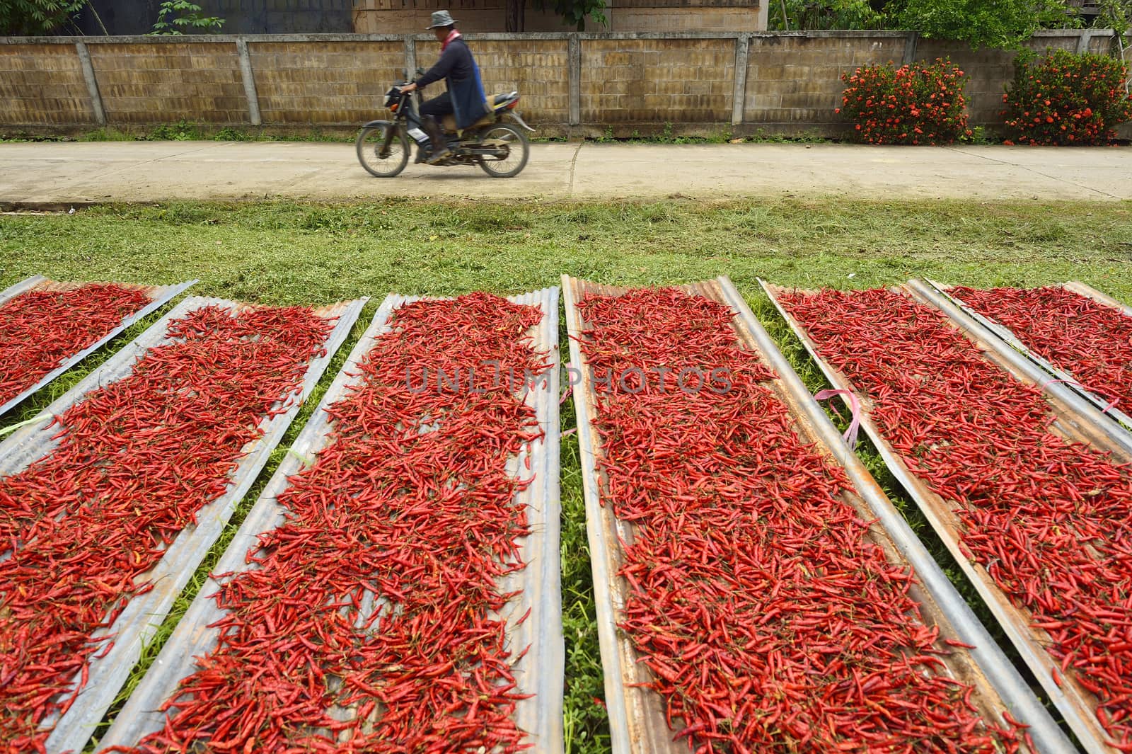 Many red chilli peppers drying in the sun,Thailand by think4photop