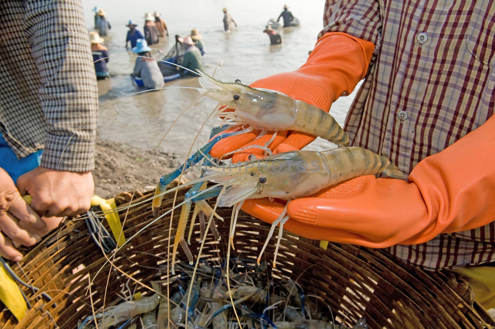 black tiger prawn on a hand