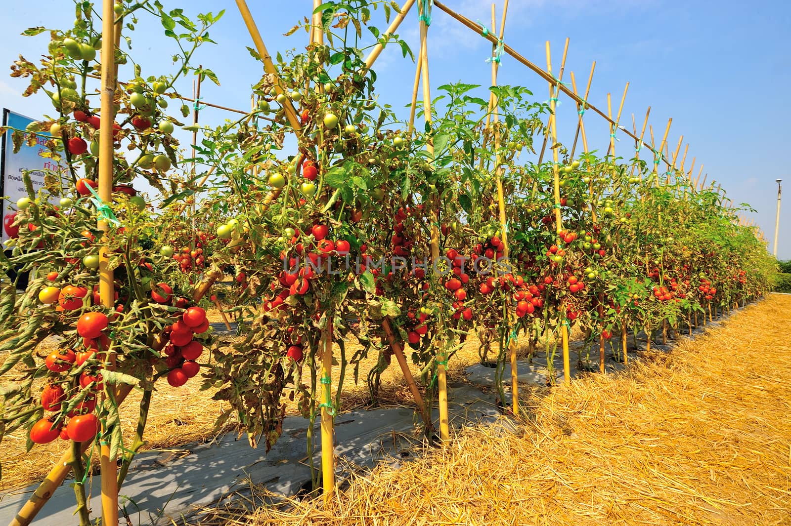 plantation with fresh tomato by think4photop