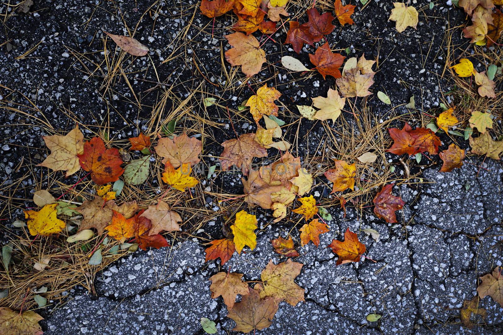 Colorful autumn maple leaves and pine needles on old pavement