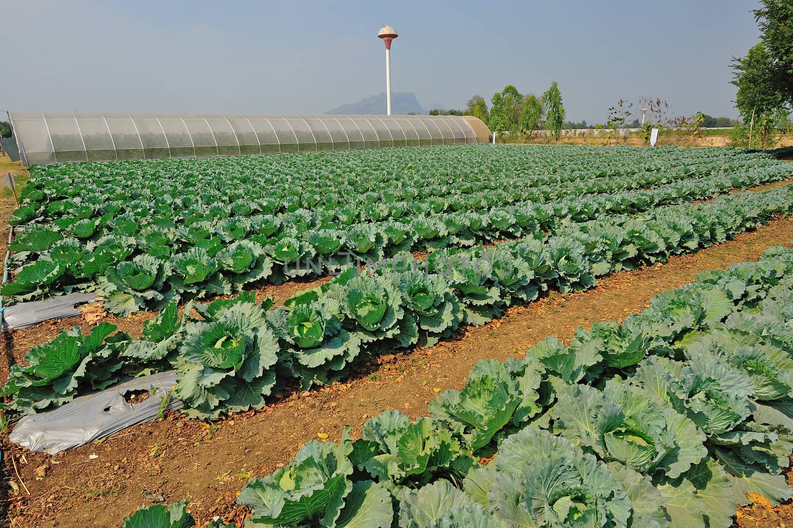 cabbage head growing on the vegetable bed by think4photop