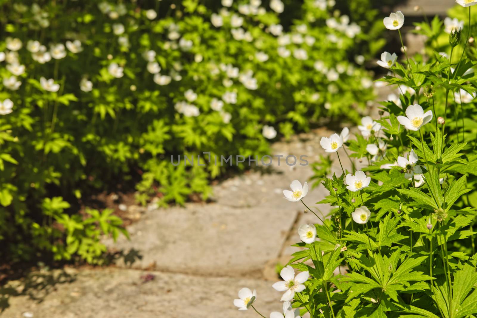 Wildflower garden with paved path and blooming wood anemones