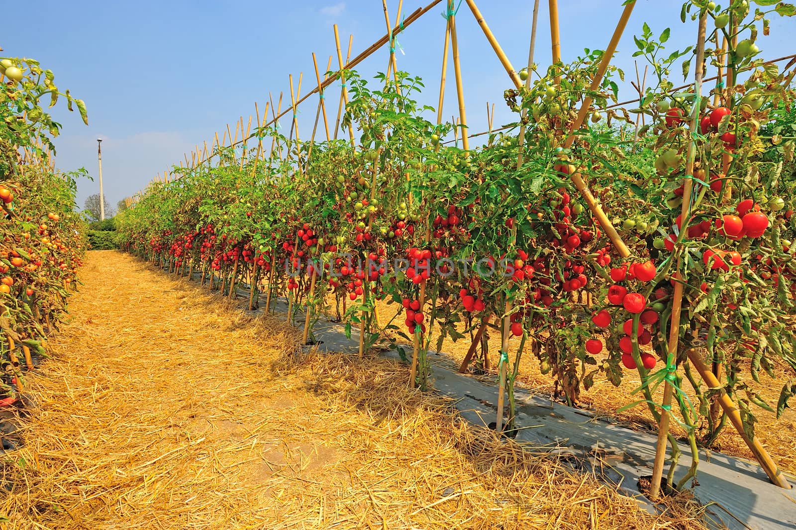 plantation with fresh tomato by think4photop