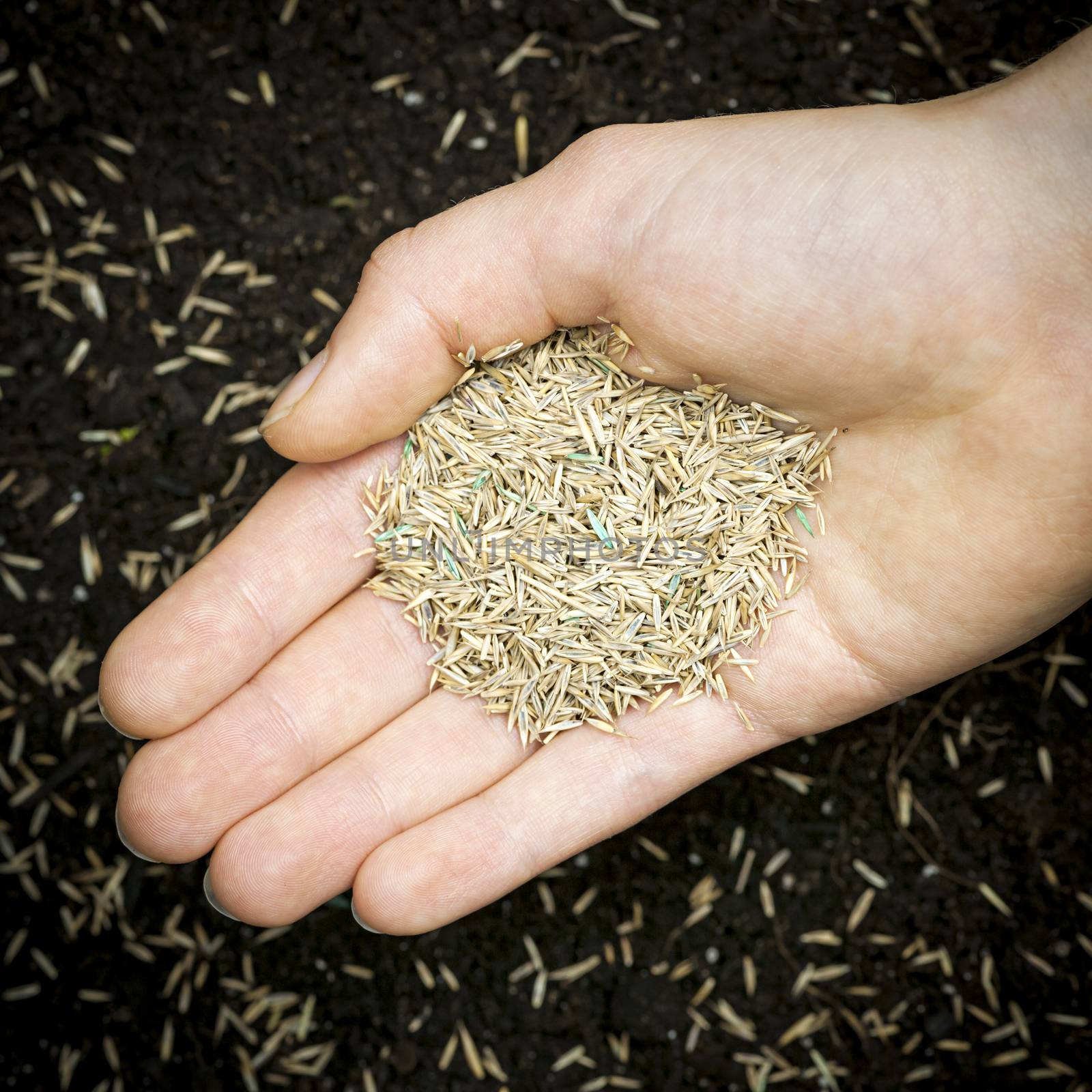 Grass seed held in hand over soil with planted seeds