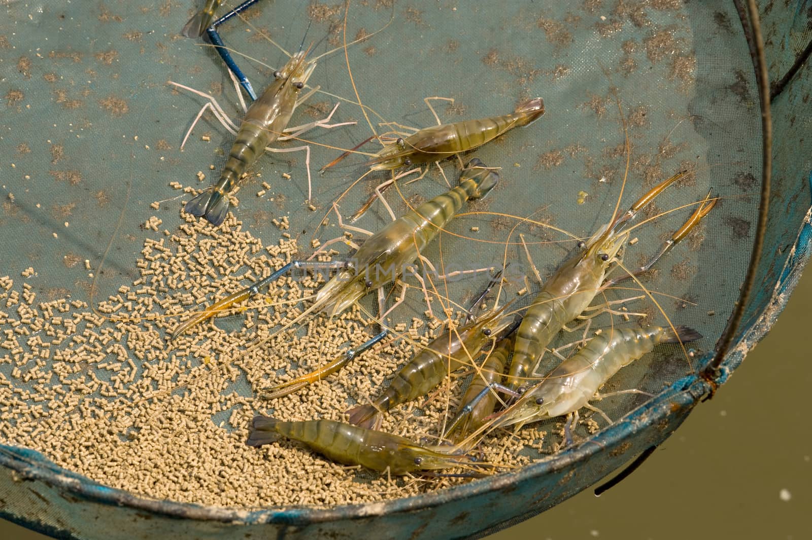 black tiger prawn on basket feeder by think4photop