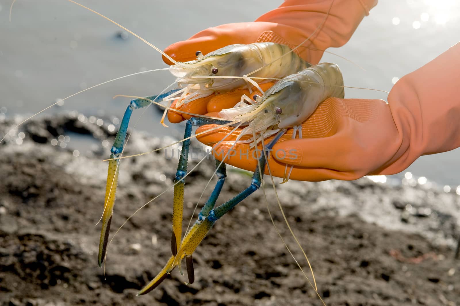 black tiger prawn on a hand by think4photop