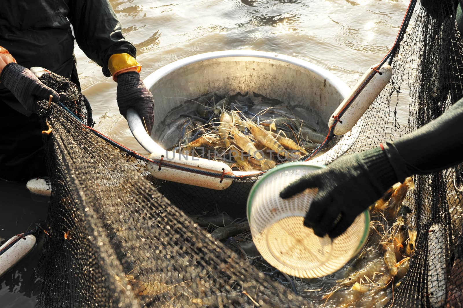 Giant river prawn (Macrobrachium rosenbergii)