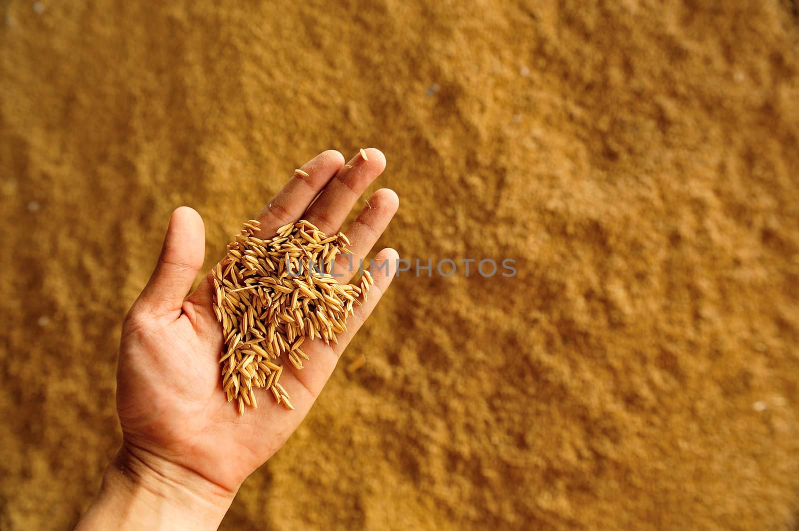 rice on hand above pile of riace in warehouse, Thailand. by think4photop