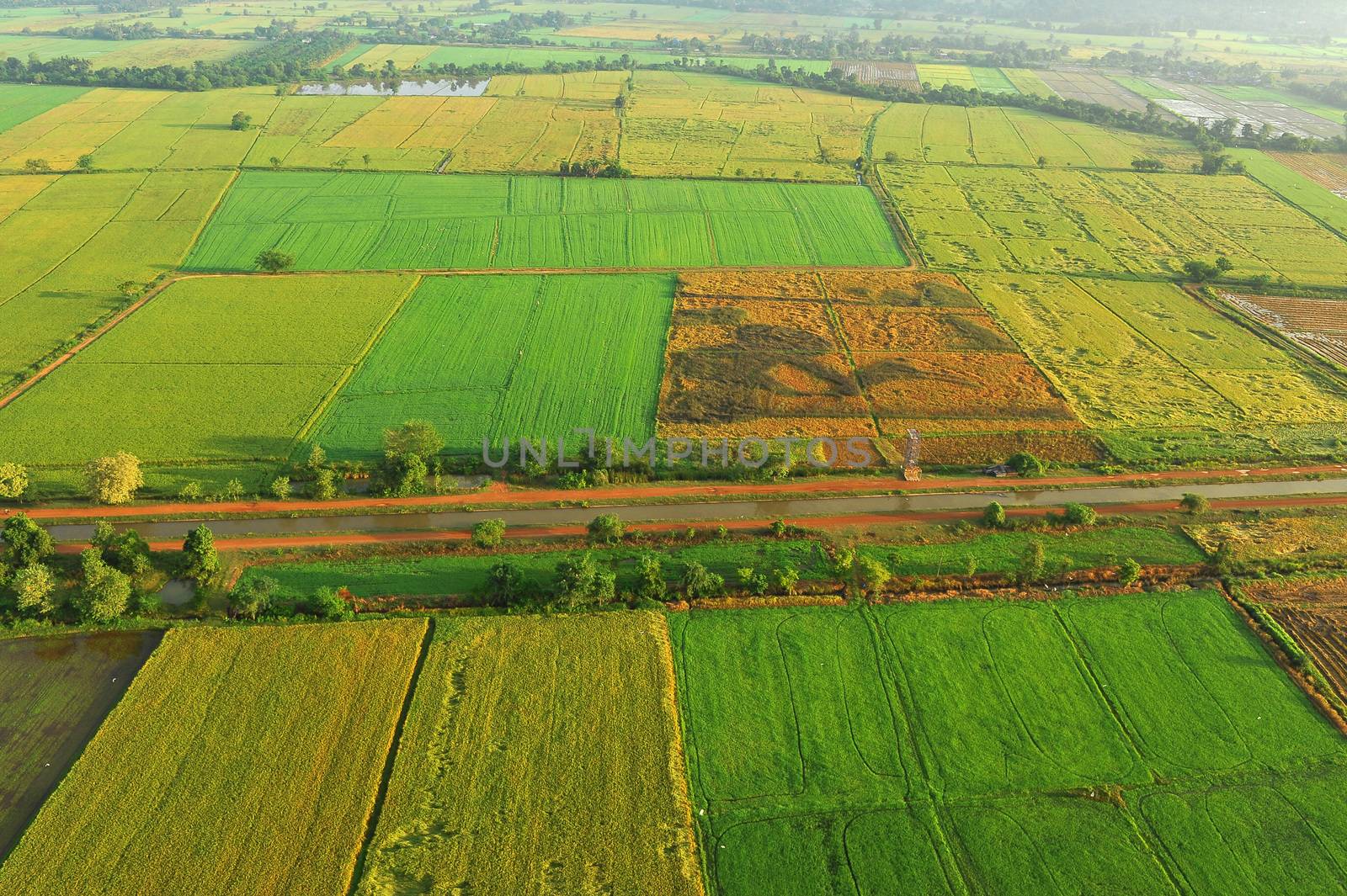 Bird eye view of rice field in Thailand