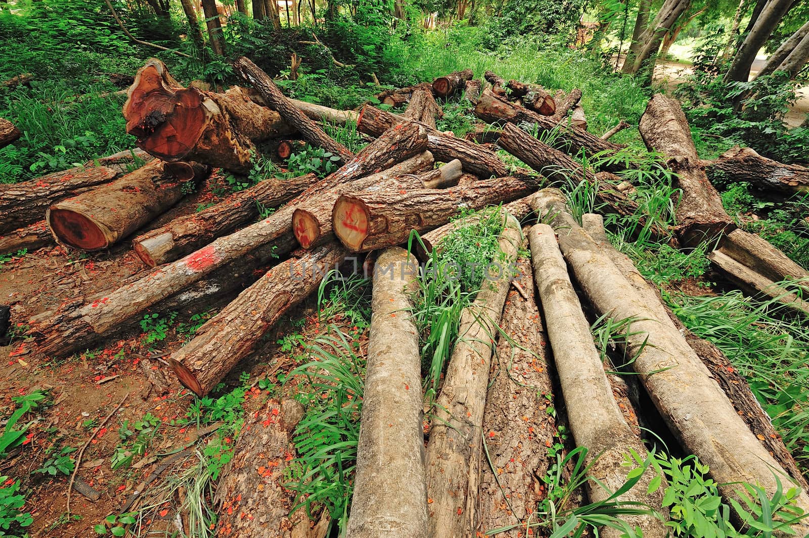 illegal deforestation in the heart of the mountains, Thailand. by think4photop